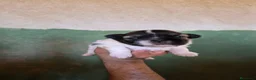 Shih Tzu perros en venta: Shit shu maxima calidad hembra - Anuncio 1