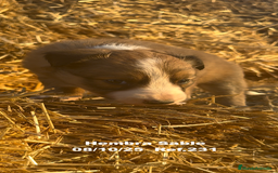 Border Collie perros en venta: BORDER COLLIE Sable Merle - Imagen 23