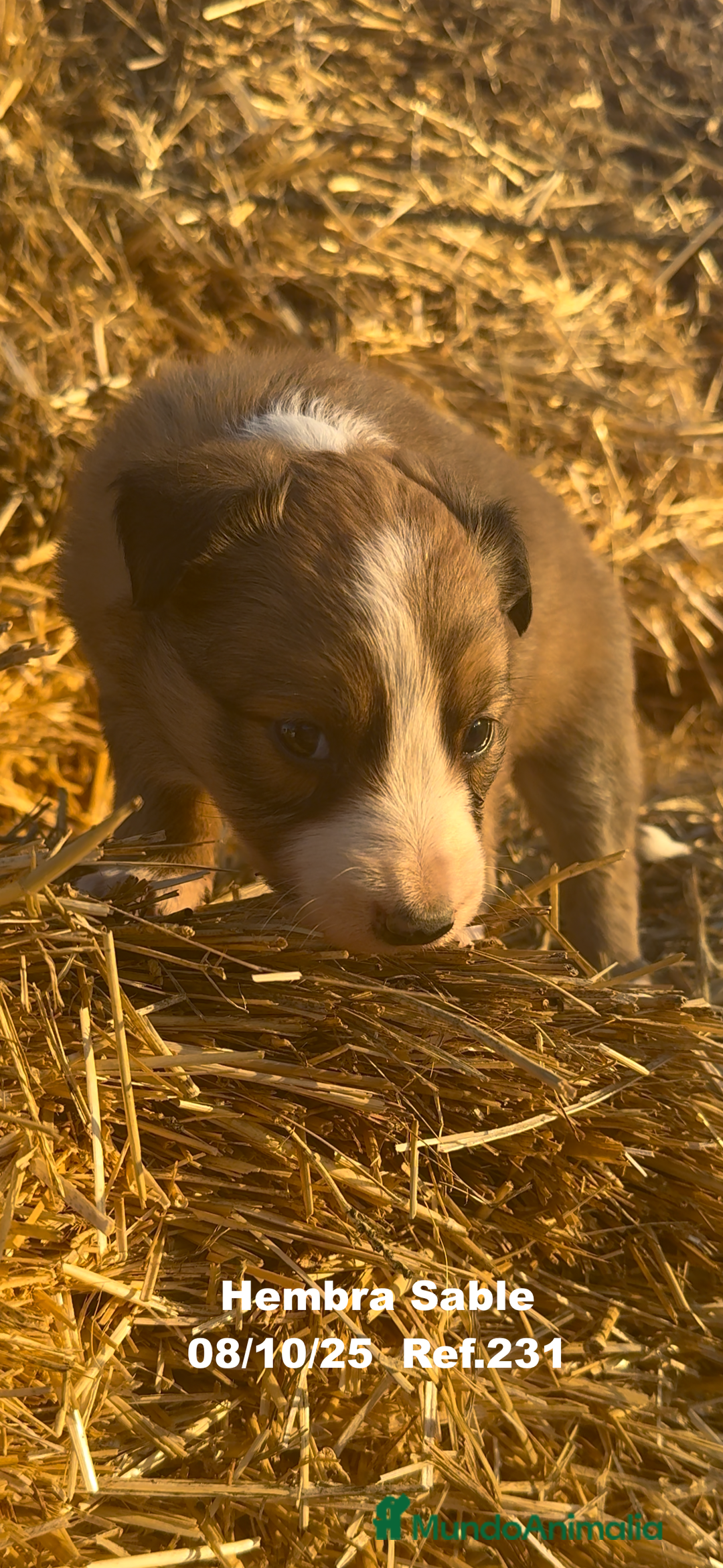 Border Collie perros en venta: BORDER COLLIE Sable Merle - Imagen 23