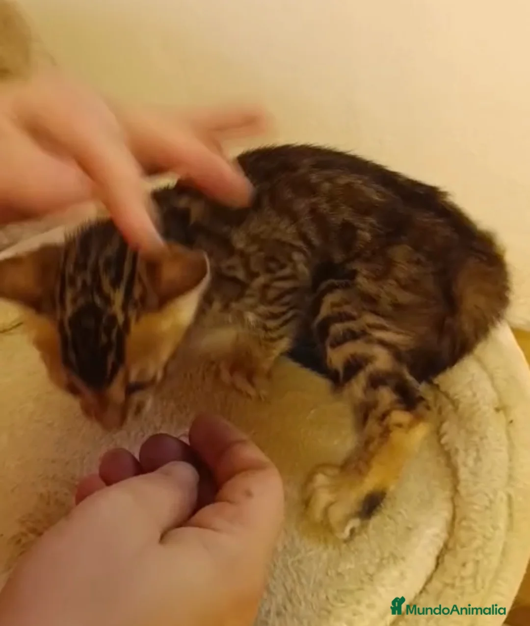 Bengalí gatos en venta: GATITO BENGALI - Anuncio 2