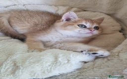 Británico de Pelo Corto gatos en venta: British Golden Chinchilla - Imagen 6