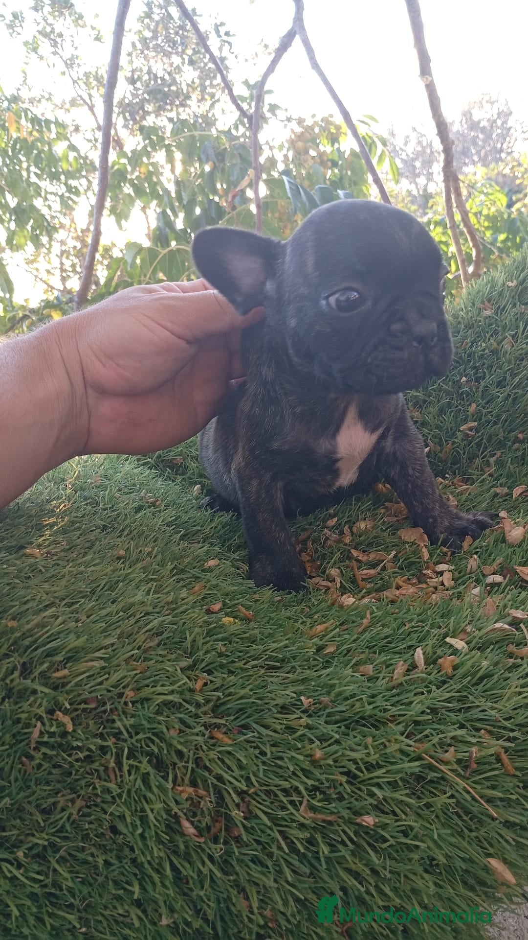 Bulldog Francés perros en venta: Bulldog francés  - Imagen 1
