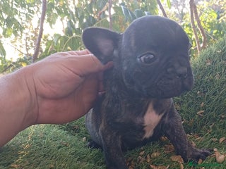 Bulldog Francés perros - Anuncio 5