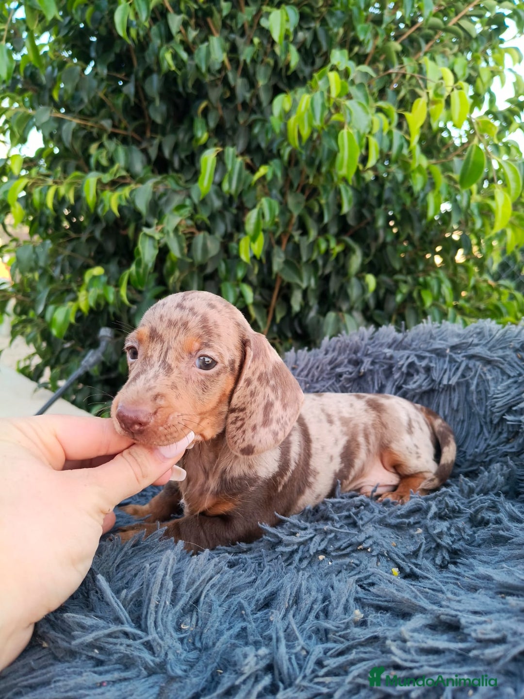 Teckel Miniatura perros en venta: Teckel arlequín chocokate  - Imagen 5