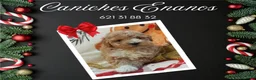 Caniche Toy perros en venta: IMPRESIONANTES CANICHES LINEA TOY  - Anuncio 8