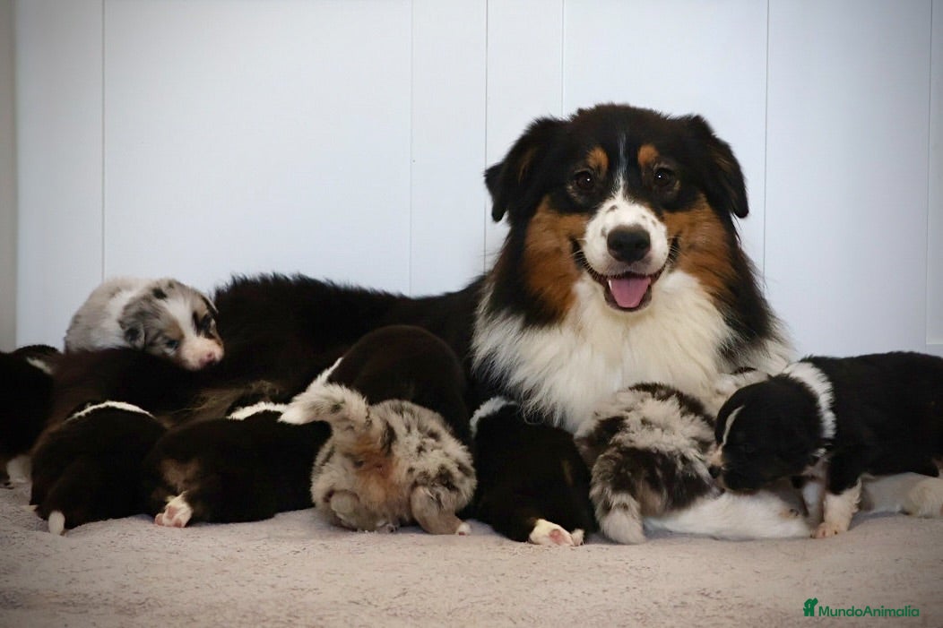 Pastor Australiano perros en venta: Aussie con garantias, pedigree, de cria familiar - Anuncio 1