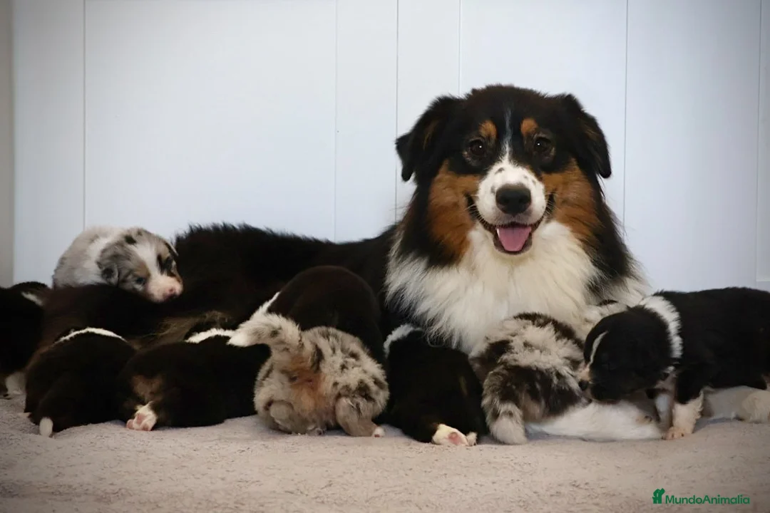 Pastor Australiano perros en venta: Aussie con garantias, pedigree, de cria familiar - Anuncio 1