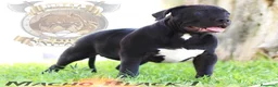American Bully perros en venta: AMERICAN BULLY XL , CRIA PROFESIONAL,SOLO LLAMADAS en Sevilla - Anuncio 4