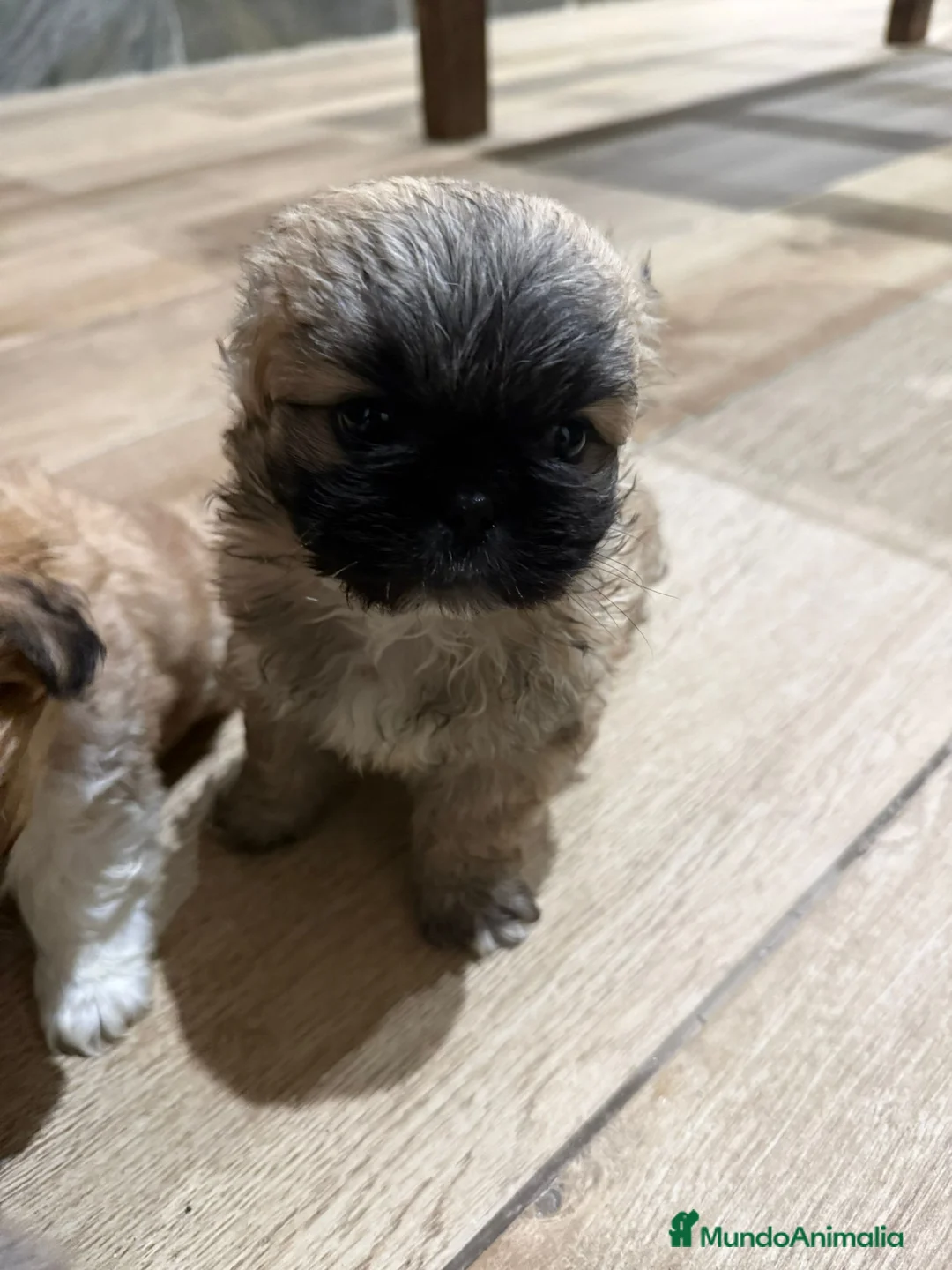 Pekinés perros en venta: Preciosos Pekines disponibles para entregar - Anuncio 3