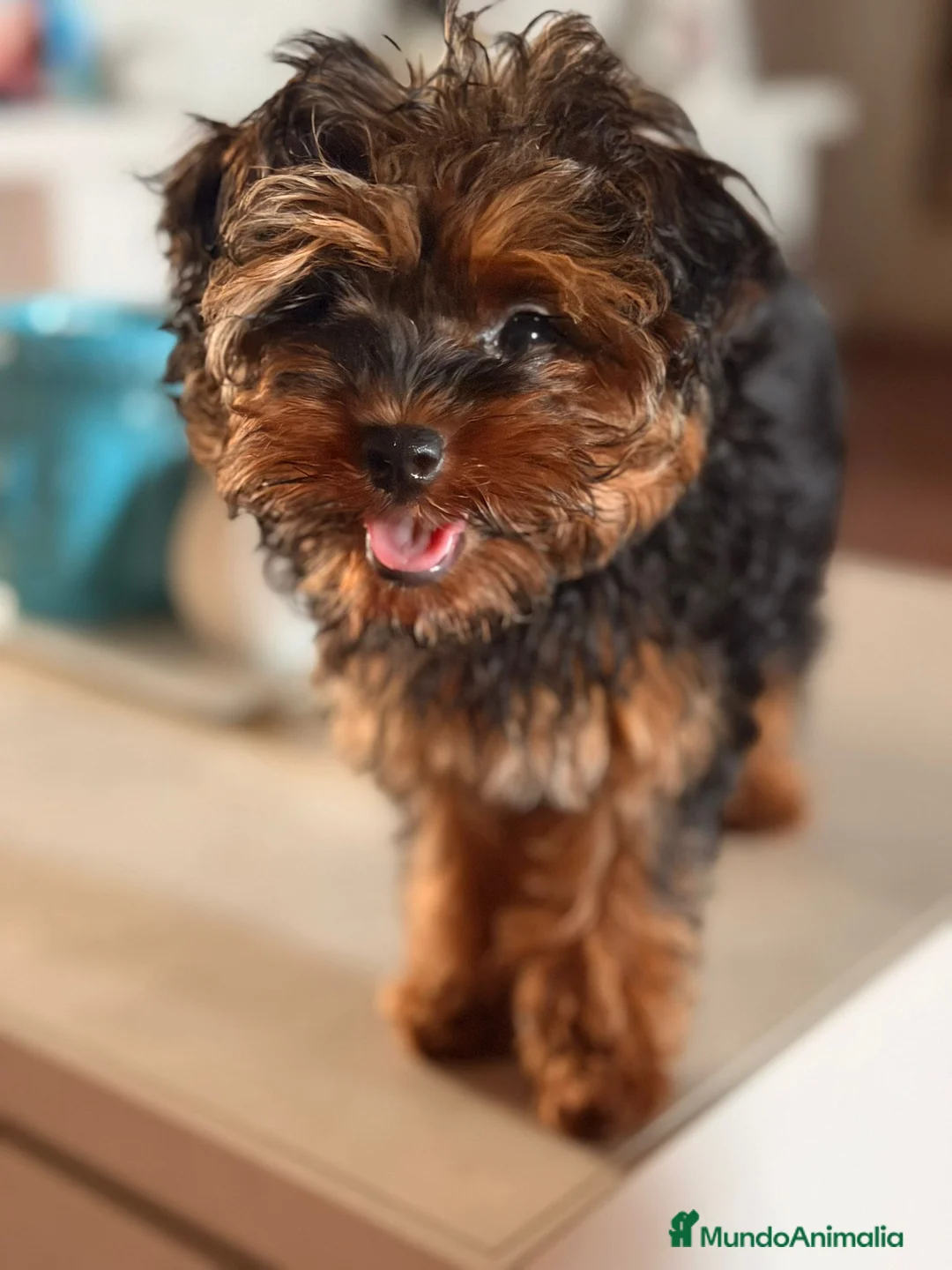 Yorkiepoo perros en venta: YORKIEPOO HEMBRA YORKSHIRE CON CANICHE - Anuncio 4