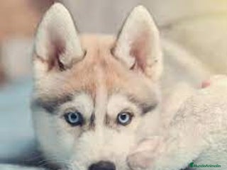 Husky Siberiano perros - Anuncio 2