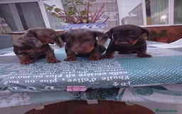 Teckel perros en venta: TECKEL ARLEQUIN Y CHOCOLATE  - Imagen 1