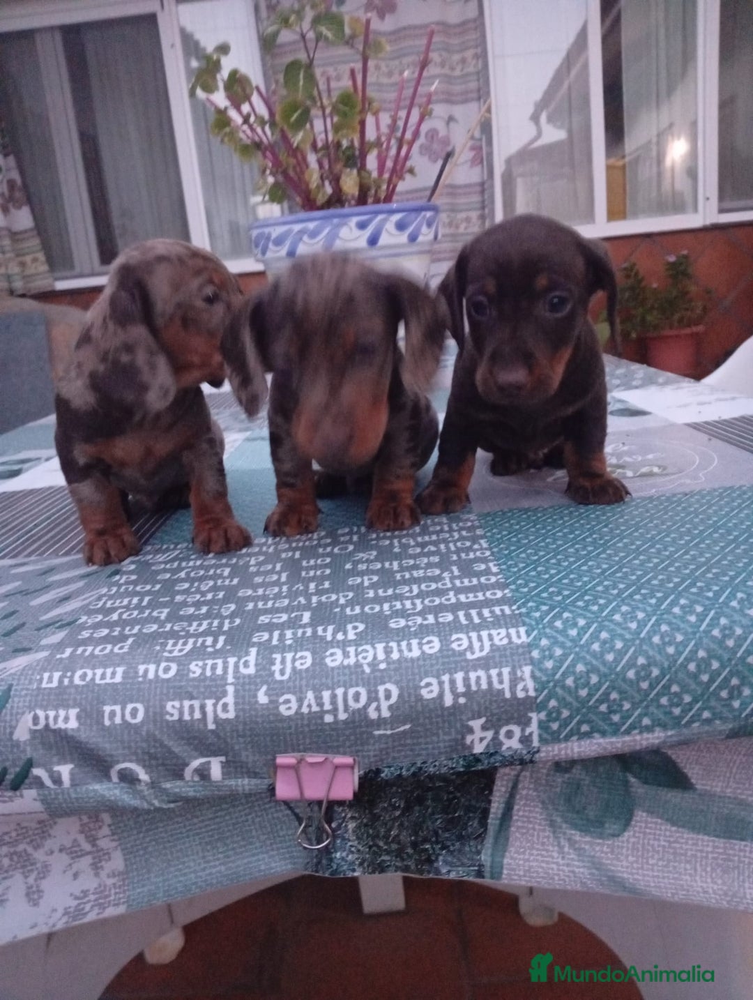 Teckel perros en venta: TECKEL ARLEQUIN Y CHOCOLATE  - Imagen 1