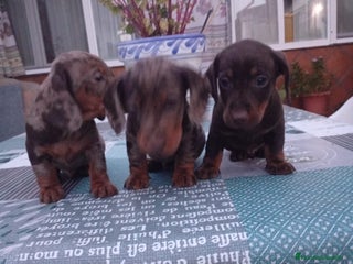 Teckel perros - Anuncio 4