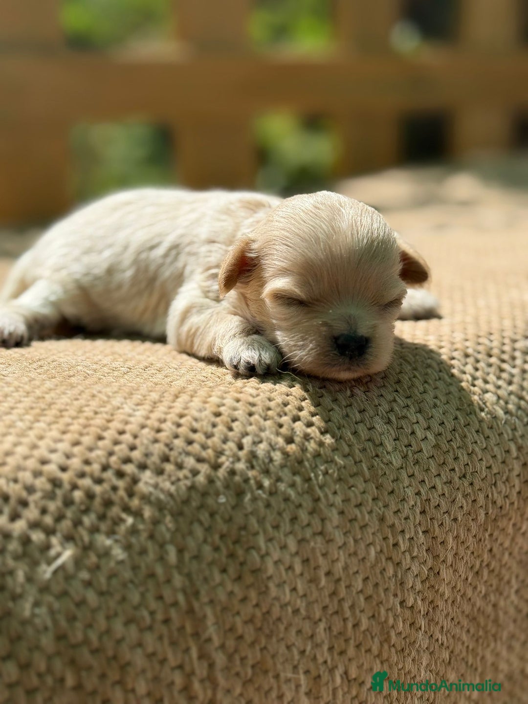 Maltipoo perros en venta: Maltipoo bebes Toy preciosos  - Imagen 5