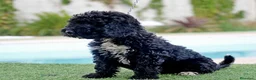 Perro de Agua Español perros en venta: Perro de agua , cachorros  - Anuncio 3