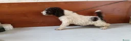 Perro de Agua Español perros en venta: Perro de Aguas MARISMEÑOS - Anuncio 4