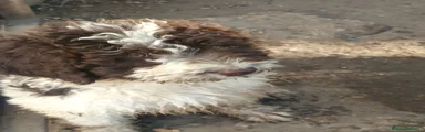 Perro de Agua Español 1