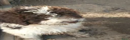 Perro de Agua Español perros en venta: Perro de agua  - Anuncio 6