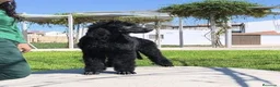 Caniche Gigante perros en venta: Caniche gigante  - Anuncio 5