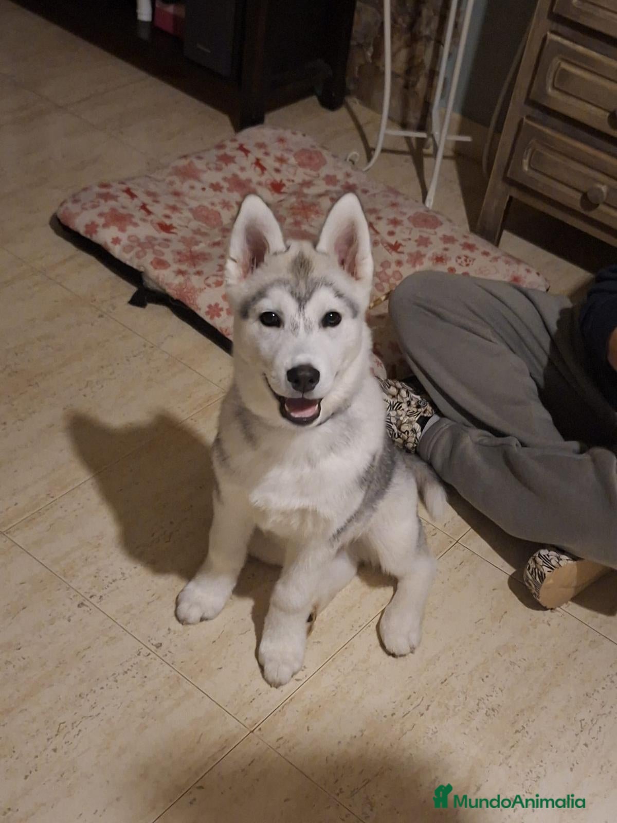 Husky Siberiano perros Husky siberiano  - Anuncio 2