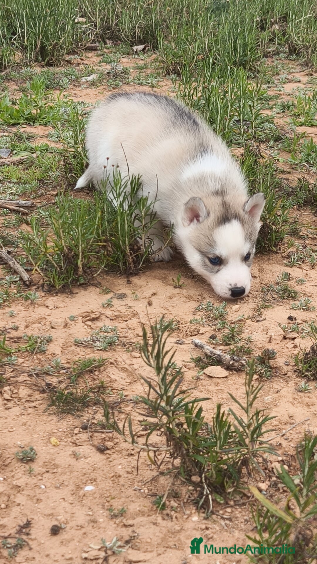 Husky Siberiano perros en venta: Husky SIBERIANO disponibles  - Anuncio 10