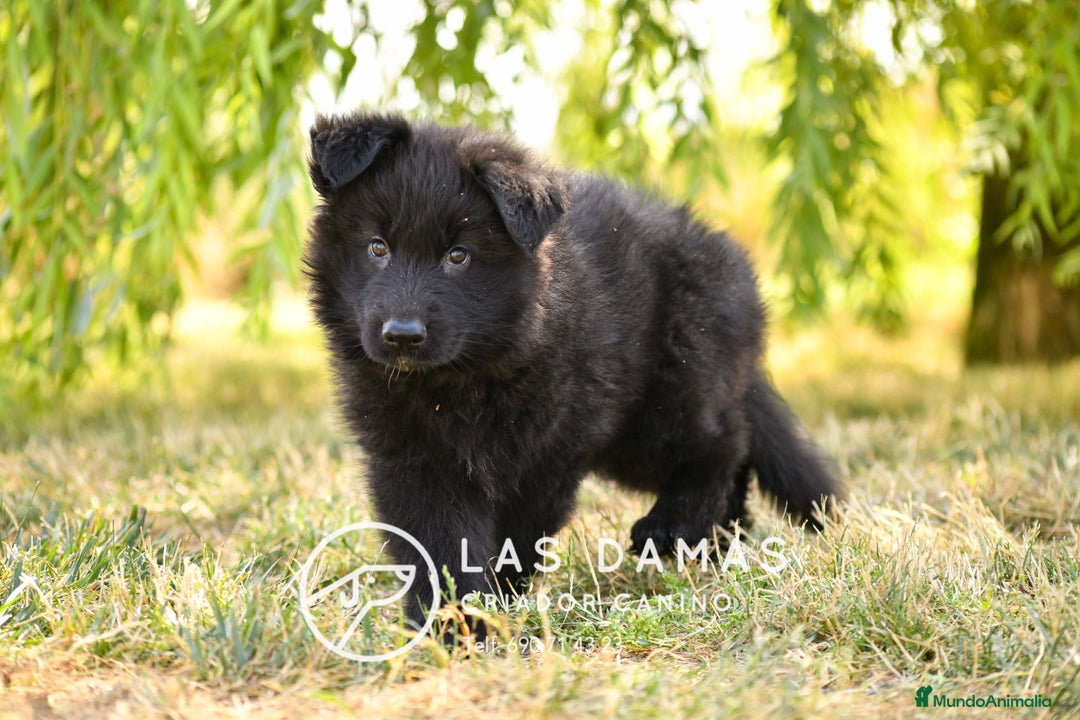 Pastor Alemán perros en venta: Pastor alemán pelo largo disponibles - Imagen 1