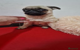 Otras razas perros en venta: Carlino Pug pura raza  - Imagen 3