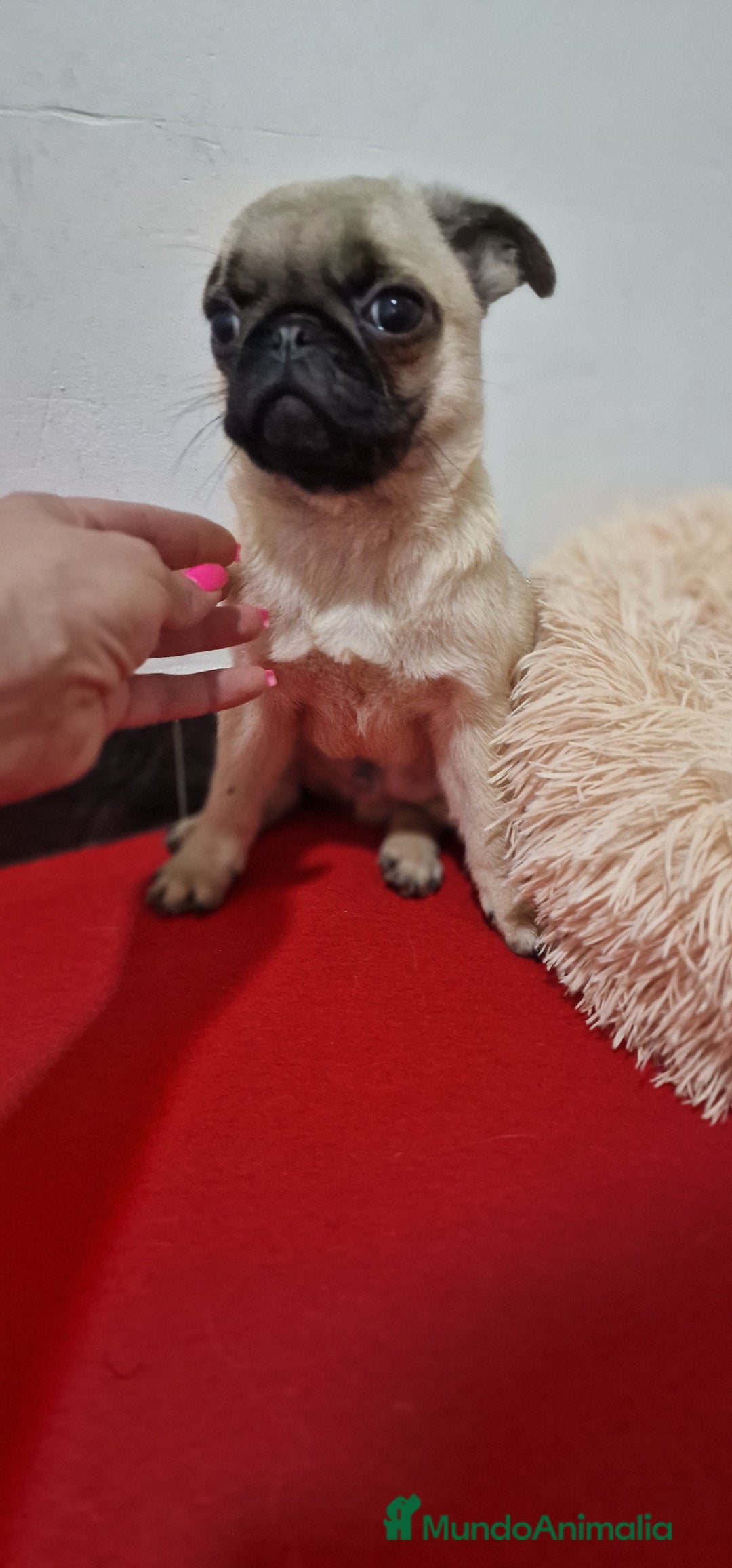 Otras razas perros en venta: Carlino Pug pura raza  - Imagen 3