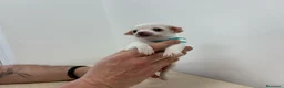 Chihuahua perros en venta: Chihuahuas muy toys en Alicante - Anuncio 6