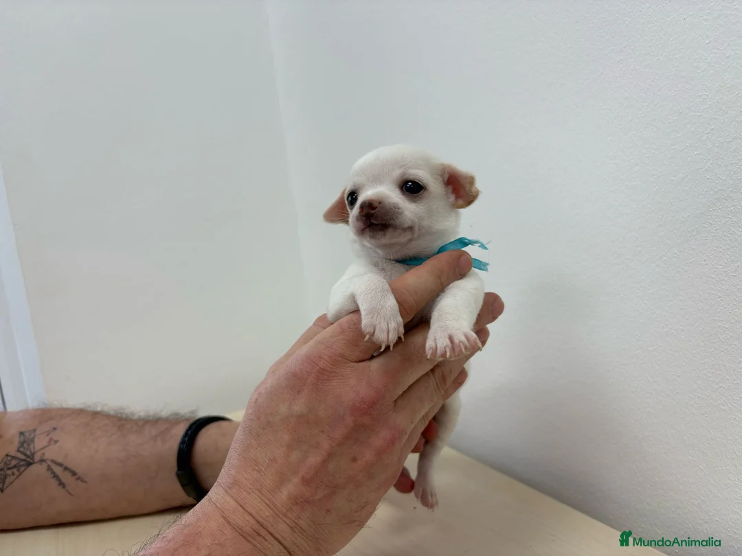 Chihuahua perros en venta: Chihuahuas muy toys en Alicante - Anuncio 6