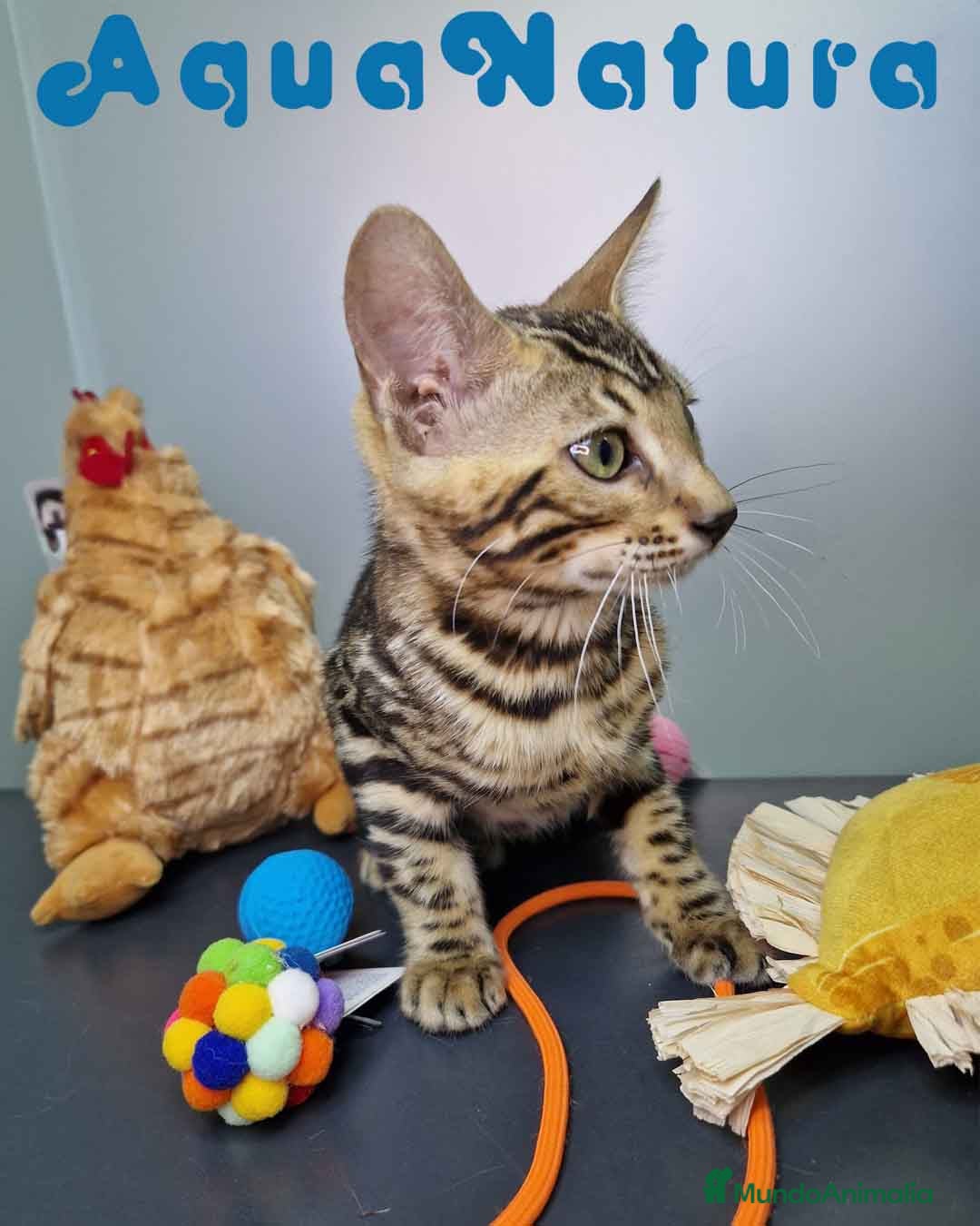 Bengalí gatos en venta: Bengali Hembra 4604 AQUANATURA - Imagen 8