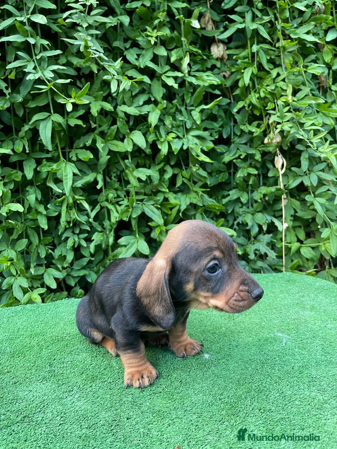 Teckel Miniatura perros en venta: Teckel mini - Anuncio 5