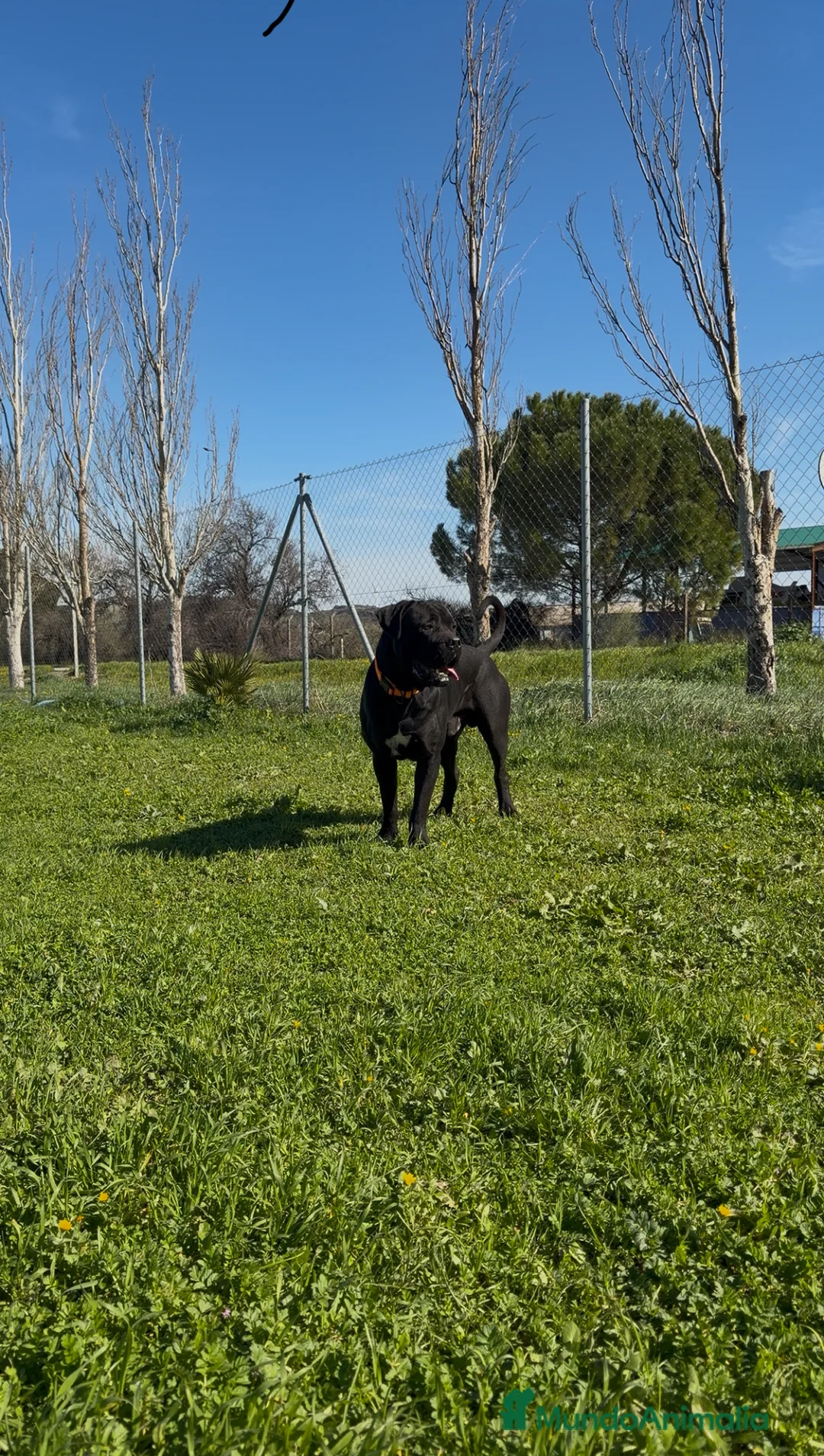 Cane Corso perros en venta: CANECORSO  - Anuncio 3
