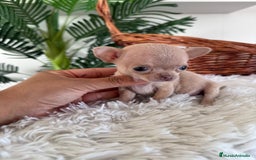 Chihuahua perros en venta: CHIHUAHUA HEMBRA - Imagen 6