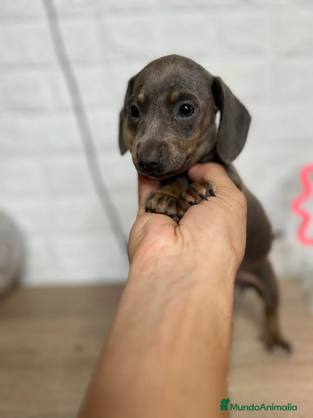 Teckel perros en venta: TECKEL PRECIOSOS !!!! en Badajoz - Anuncio 4