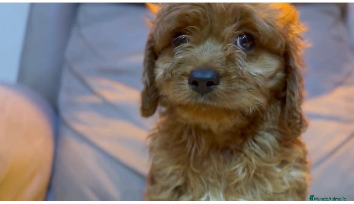 Cavapoo perros Cavapoo macho - Anuncio 2