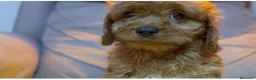 Cavapoo perros en venta: Cavapoo macho - Anuncio 1