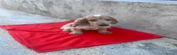 Cocker Spaniel Inglés perros en venta: OPORTUNIDAD. PRECIOSO COCKER  - Anuncio 4