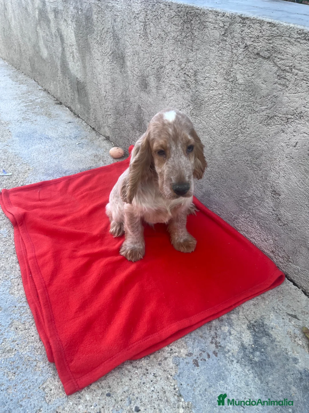 Cocker Spaniel Inglés perros en venta: OPORTUNIDAD. PRECIOSO COCKER  - Anuncio 4