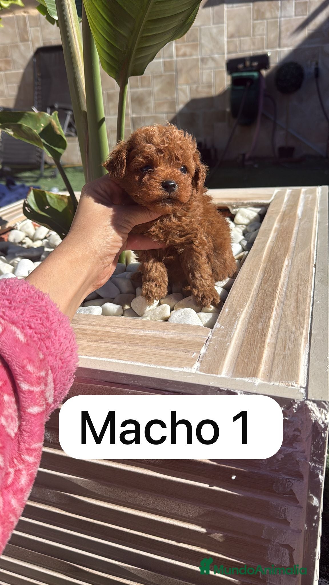 Caniche Toy perros caniche toy rojos  - Anuncio 2