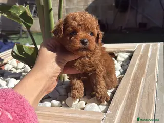 Caniche Toy perros caniche toy rojos - Anuncio 2