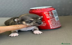 Chihuahua perros en venta: Chihuahuas mis nuevos pequeños - Imagen 8