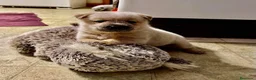 Boyero de Australia perros en venta: Australian Cattle Dog - Pastor Australiano - Anuncio 1
