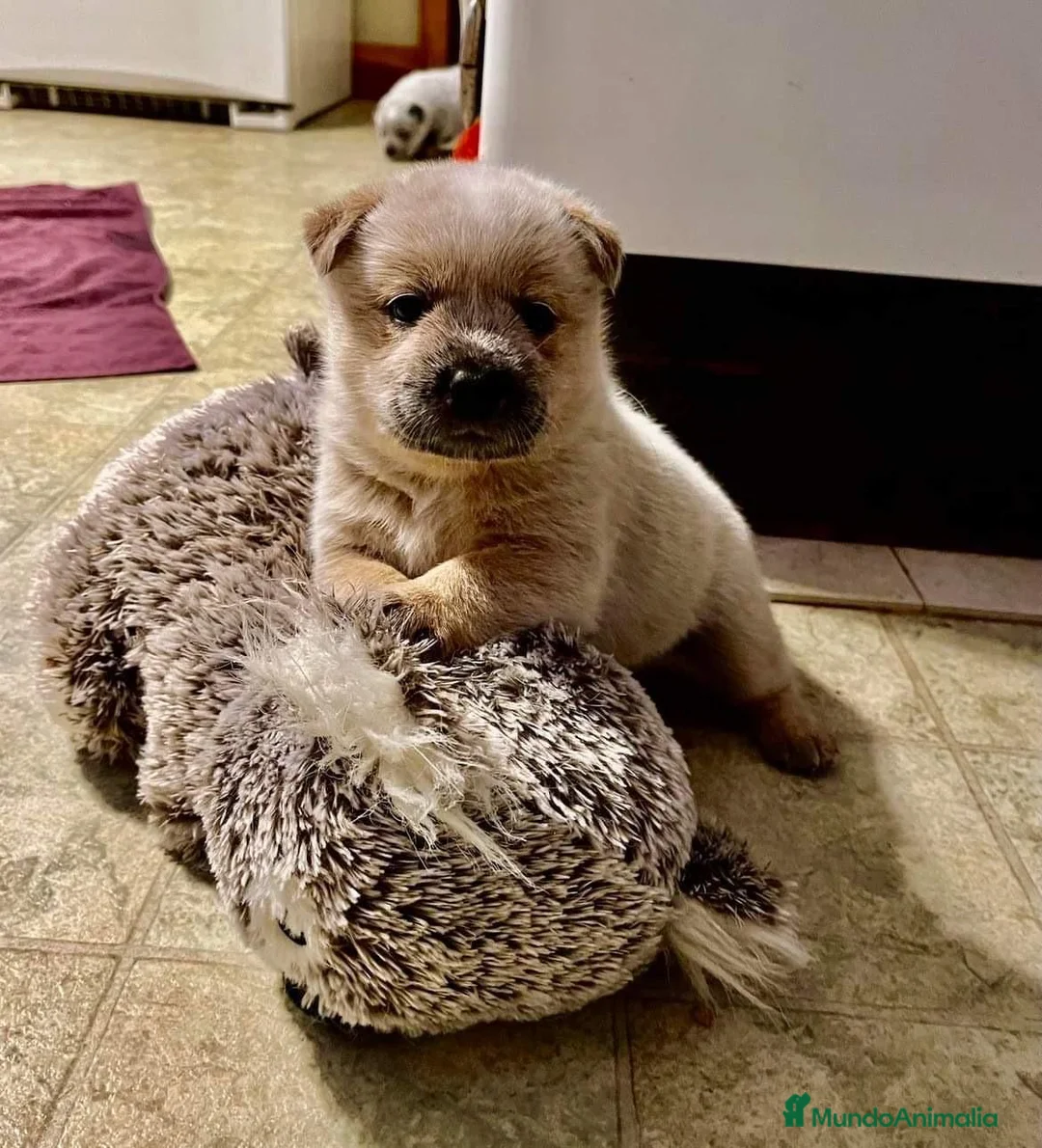 Boyero de Australia perros en venta: Australian Cattle Dog - Pastor Australiano - Anuncio 1