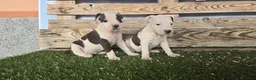 American Staffordshire-Terrier perros en venta: American stanford 🐶🐾 - Anuncio 8