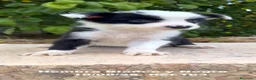 Border Collie perros en venta: BORDER COLLIE DE VILLA BIZNAGA - Anuncio 24