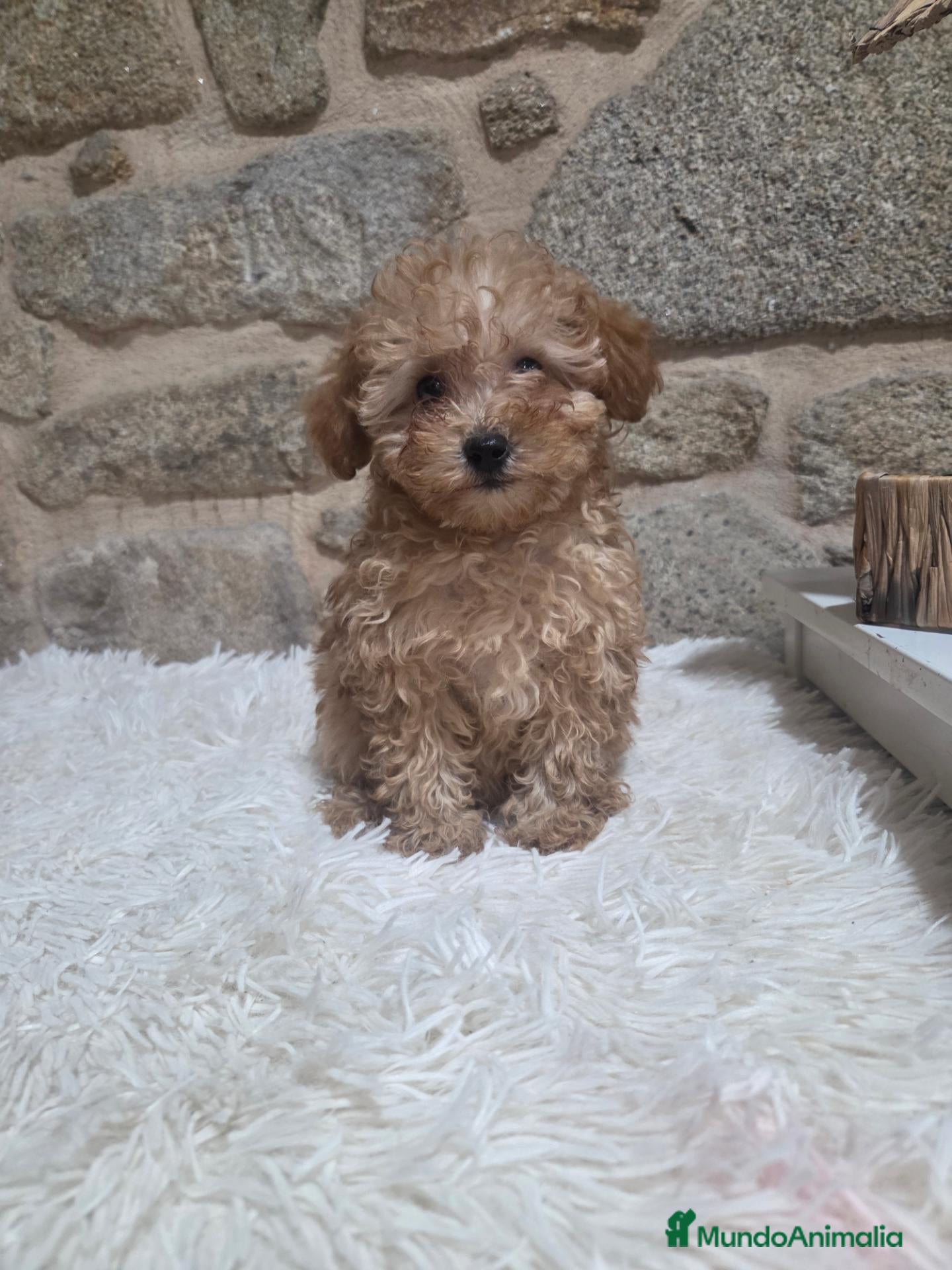 Caniche Toy perros Cachorro caniche - Anuncio 15