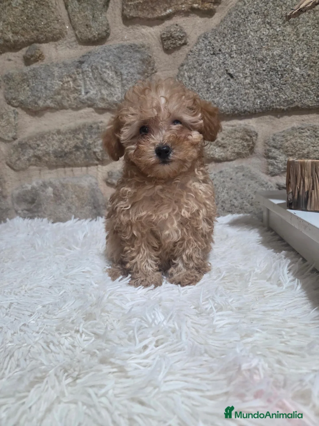 Caniche Toy perros en venta: Cachorro caniche - Anuncio 2