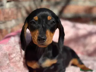 Teckel Miniatura perros 2 hembras teckel kanichen negras y fuego - Anuncio 25